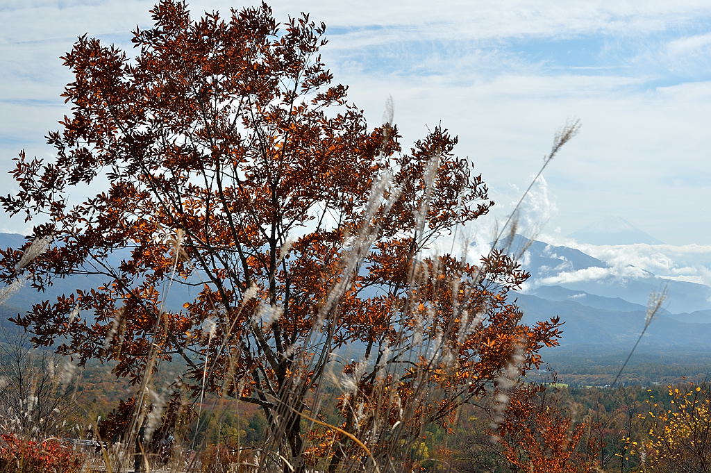 紅葉の樹と霞む富士山
