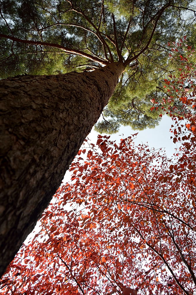 赤松と紅葉の樹